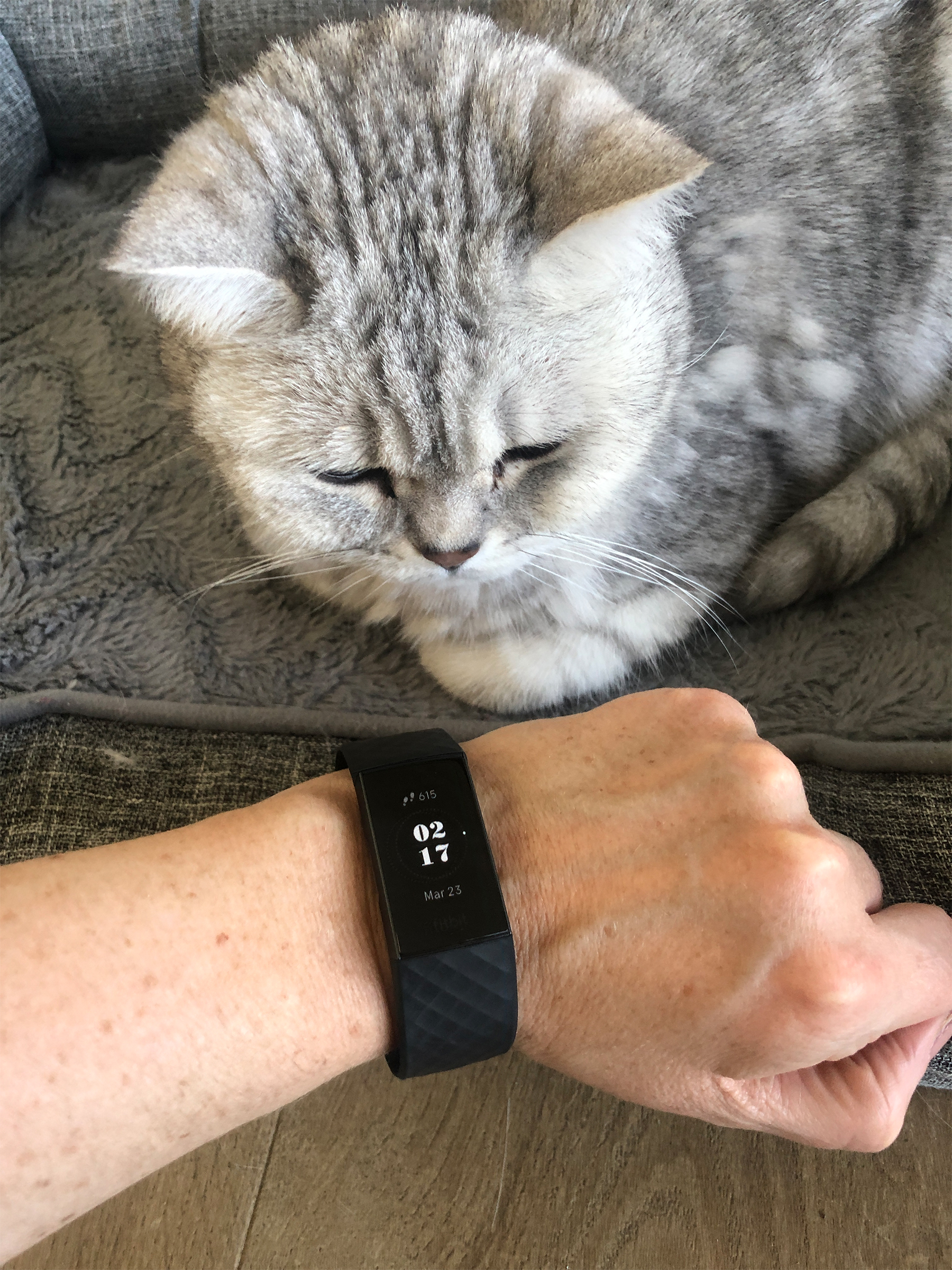 Fitbit sales on cat