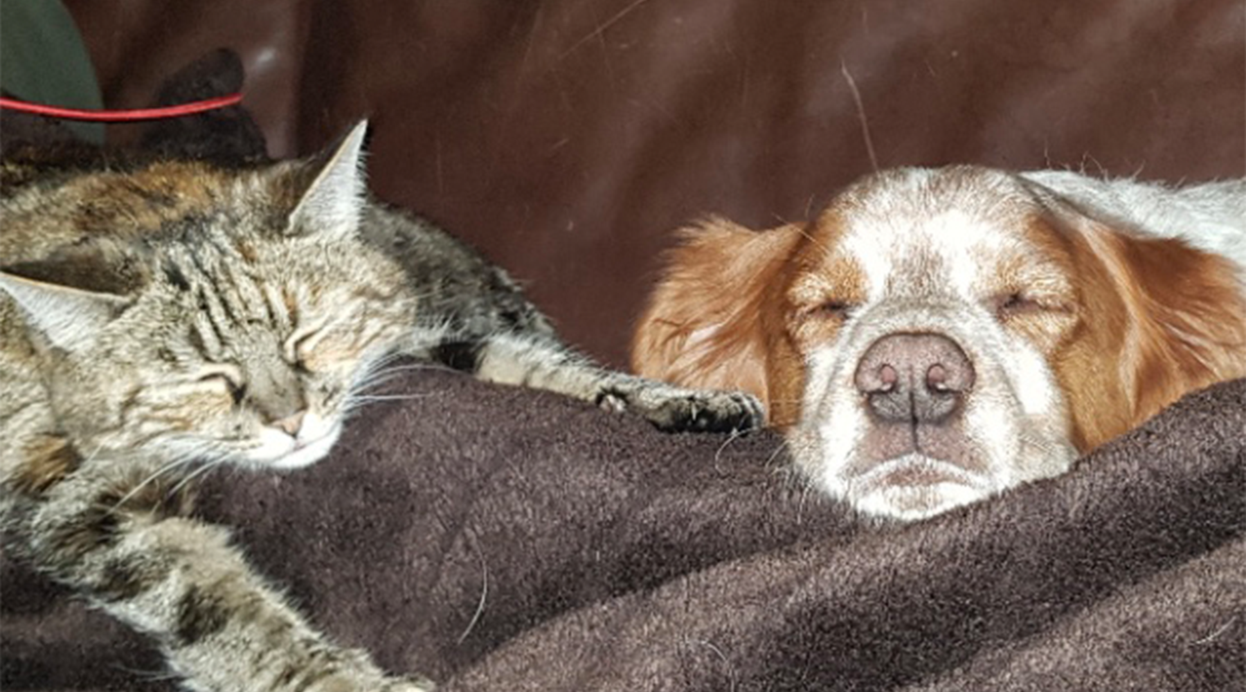 Cat and dog asleep on a blanket