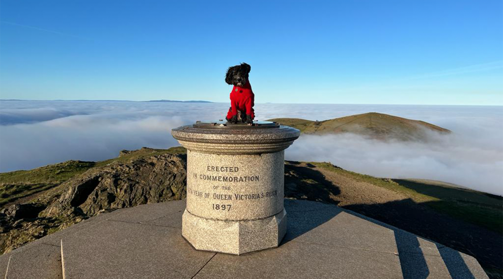 Archie the dog on Malvern hills above the clouds