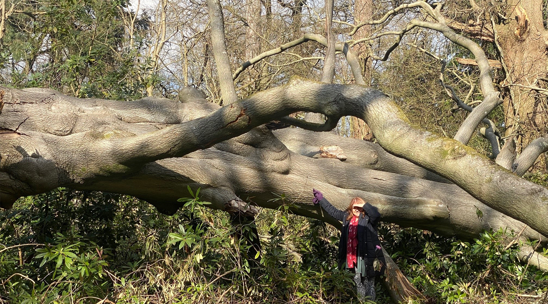 Debbie with a fallen tree