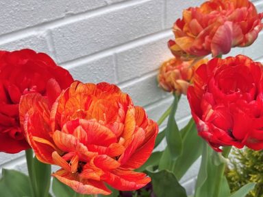 Gudoshnik tulips 1
